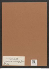Surirella kittoniana Lend.-Fortm. (de-Toni-Nr.: Genus 53, Species 2281) Zeichnungen Sammlung Grunow Mappe 02493 (Herbarium_W_Grunow_drawings_Folder_02493)